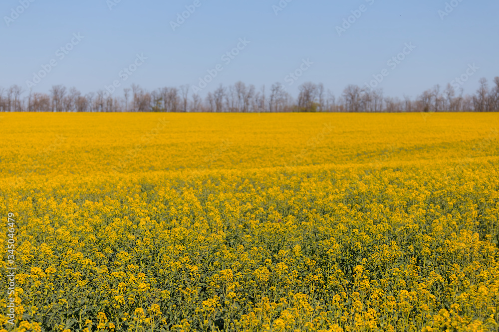 wide yellow spring rape field, agricultural scene wide yellow spring rape field, agricultural scene