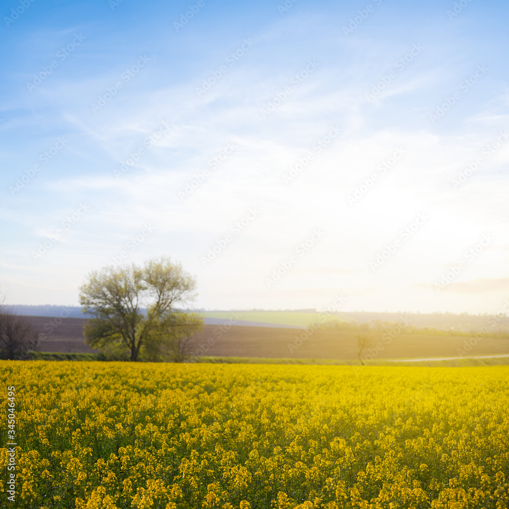 Obraz premium yellow rape field at the sunset, outdoor agricultural background