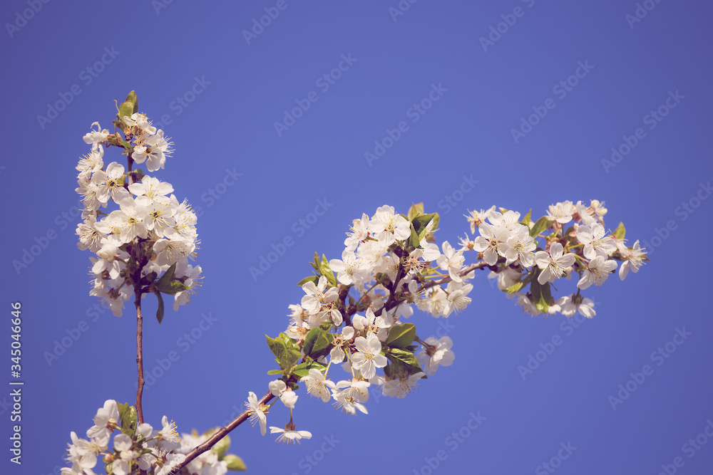 closeup cherry tree branch in a blossom on a blue sky background closeup cherry tree branch in a blossom on a blue sky background