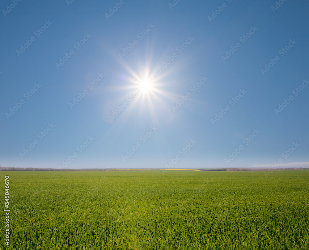 green rural field under a sparkle sun at the summer day