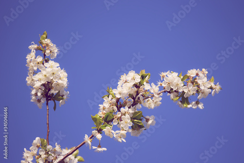 closeup cherry tree branch in a blossom on a blue sky background