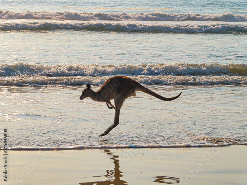 Grey kangaroo jumping on the beach in the Eastern Coast of Australia at sunrise © Beatriz