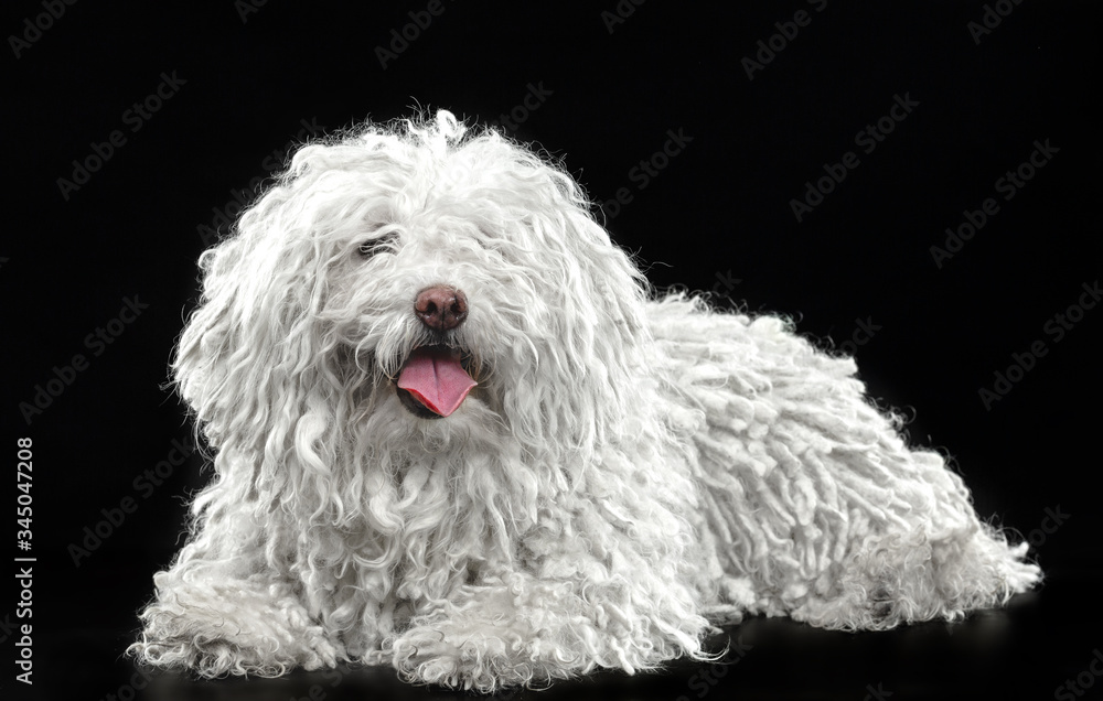 Puli dog, hungarian shepherd dog, shepherd dog on a black background