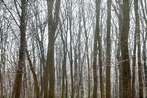 Leafless forest in early spring.