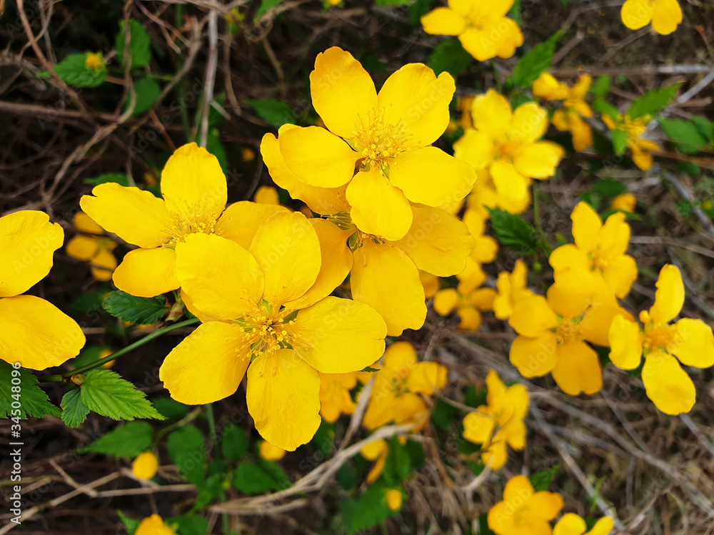 Yellow, bright Kerria japonica or Yamabuki flowers on a dark background of foliage and branches. Yellow, bright Kerria japonica or Yamabuki flowers on a dark background of foliage and branches.