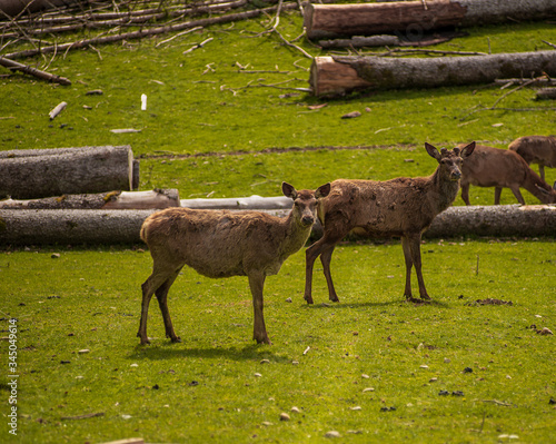 View of deer grazing in a meadow  with antlers starting to grow back in stags after the winter.