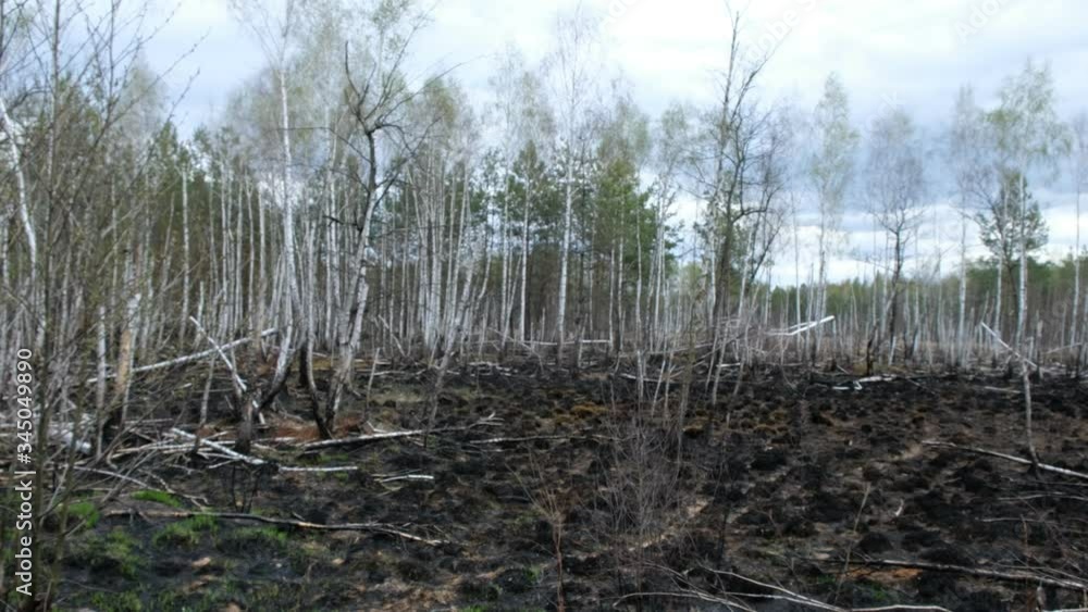 Birch grove after a fire in Ukraine. Young trees destroyed by fire. Burned grass. Environmental disaster. Birch grove after a fire in Ukraine. Young trees destroyed by fire. Burned grass. Environmental disaster.