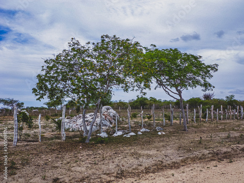 Imagem de uma região rural no sertão do cariri. Conta com a caatinga como bioma, exclusivamente brasileiro, de vegetação. Clima tropical semiárido do interior do Nordeste do Brasil. photo
