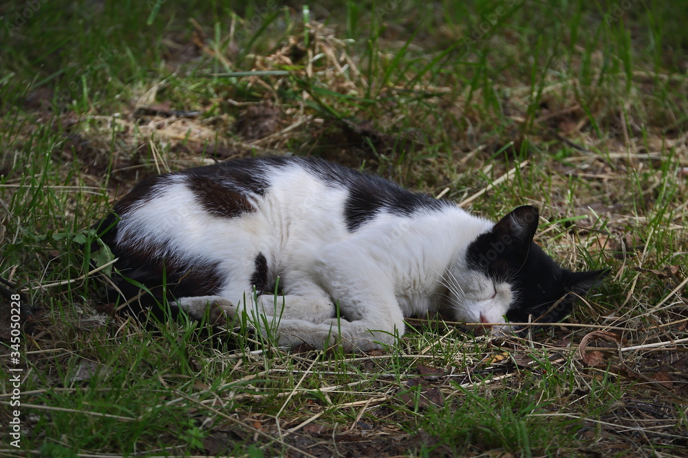 Black and white cat sleeping on green grass