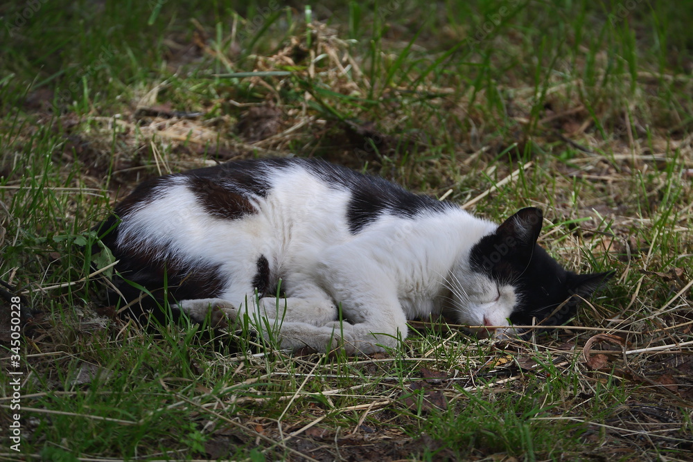 Black and white cat sleeping on green grass Black and white cat sleeping on green grass
