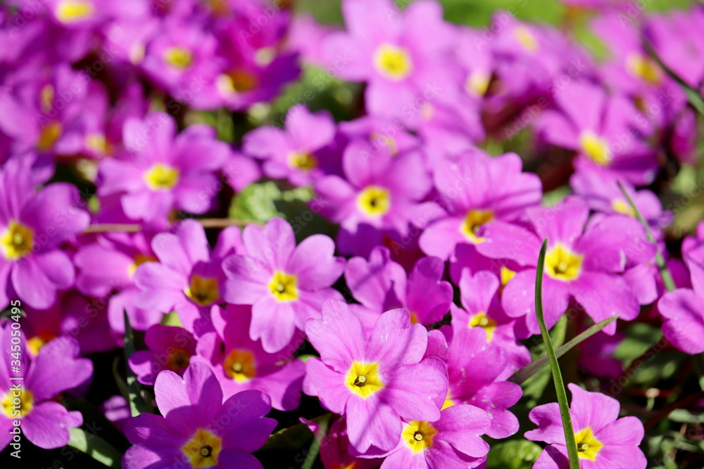 Pink primrose blooming on a flowerbed, selective focus. Spring flowers with green grass in sunny day