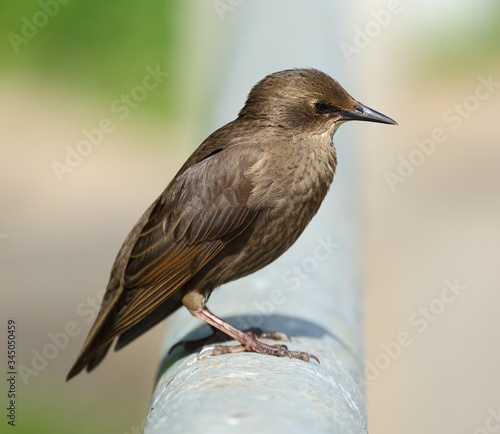 Blackbird sitting on the gray metal tube