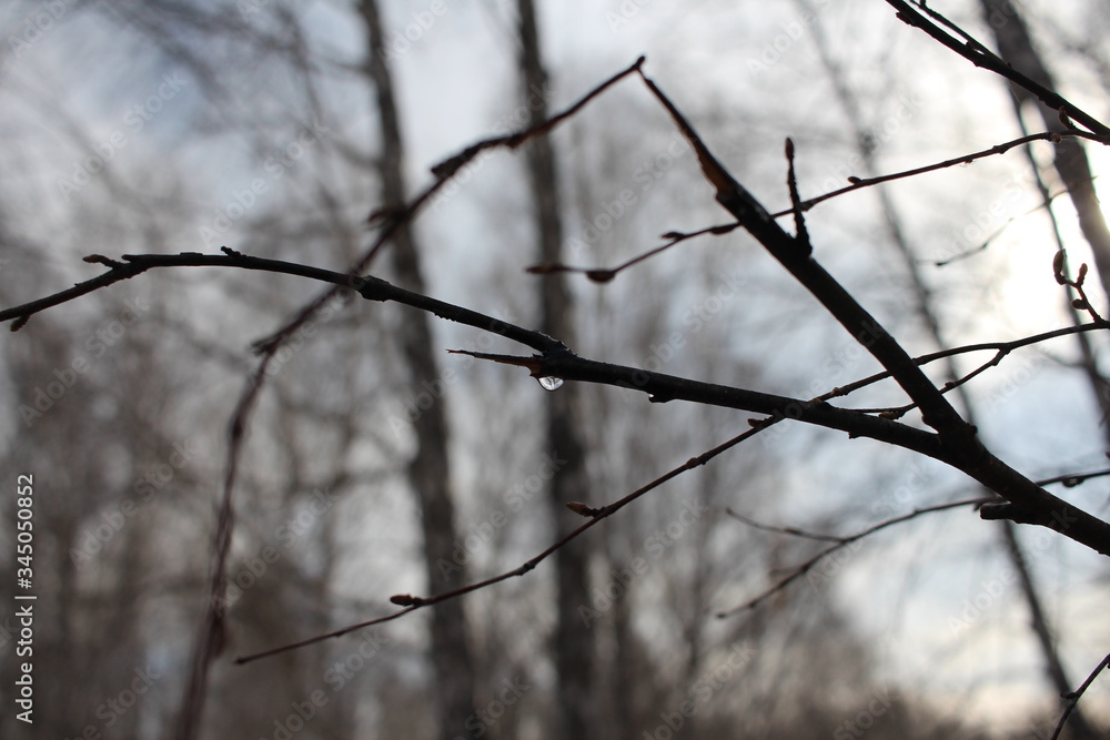 a broken tree branch juice drips in the forest in spring on a birch tree a broken tree branch juice drips in the forest in spring on a birch tree