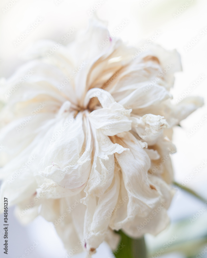 Faded white peony flower Faded white peony flower