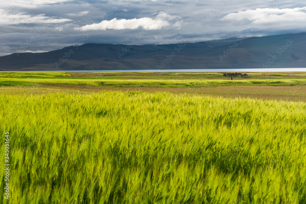 Barley paddy near Tsomoriri lake in summer season in Leh, Ladakh region, Himalaya mountains range in India