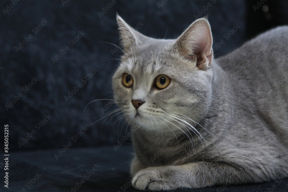 funny and cute cat with a big red heart