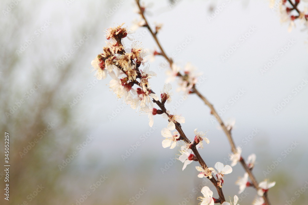 Blossom trees and the beauty of our world Blossom trees and the beauty of our world