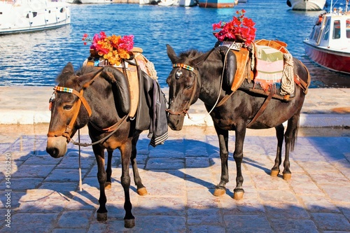 Mules waiting for tourists in the port of Hydra island, Greece.