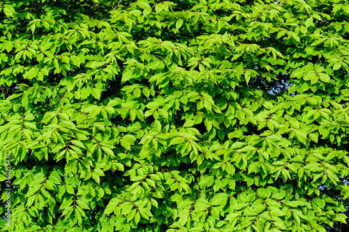 Textured natural green monochrome background of many green leaves in shrubs that grow in a hedge or hedgerow in sunny spring garden 