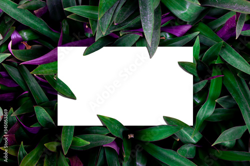 Leaves and white areas for making covers or pages