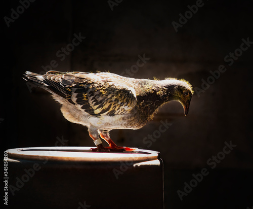 youngster of home pigeon racing standing on the bucket