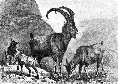 Tablou canvas Alpine ibex (Capra ibex) / Antique illustration from Brockhaus Konversations - L