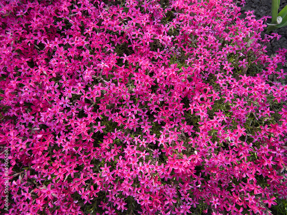 pink phlox subulata flowers flowers grow on a personal plot. pink phlox subulata flowers flowers grow on a personal plot.