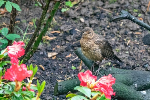 Amsel mit Jungvogel photo