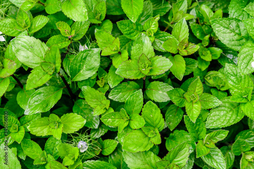 Close up of many fresh green lemon mint leaves in direct sunlight, in a herbs garden, in a sunny summer day, beautiful outdoor monochrome background photographed with soft focus  © Cristina Ionescu