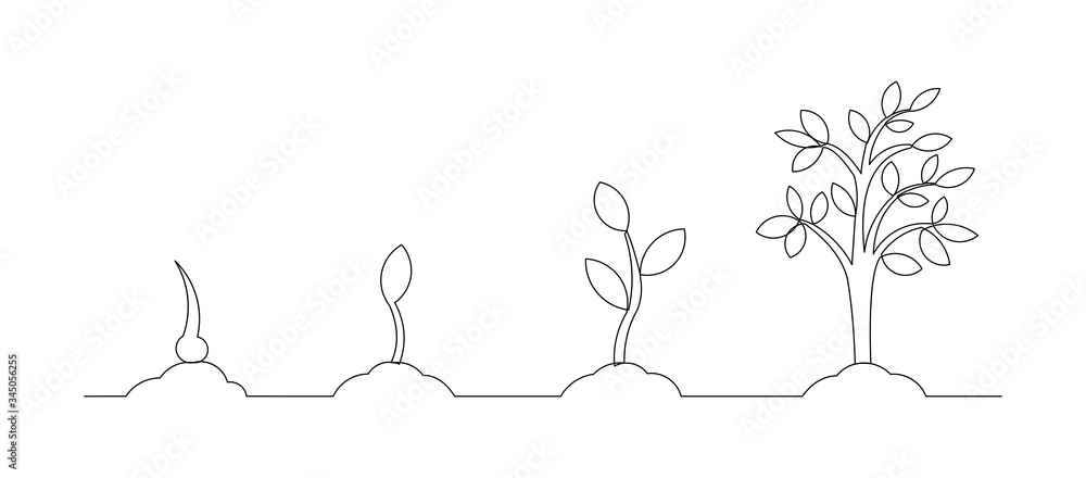 Continuous line drawing of step of tree growth. Vector illustration ...