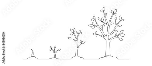 Continuous line drawing of step of tree growth. Vector illustration