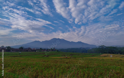 Rice field area on the slopes of the mountain, Ungaran mountain sunny morning