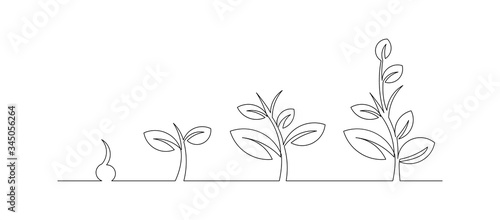 Continuous line drawing of step of tree growth. Vector illustration