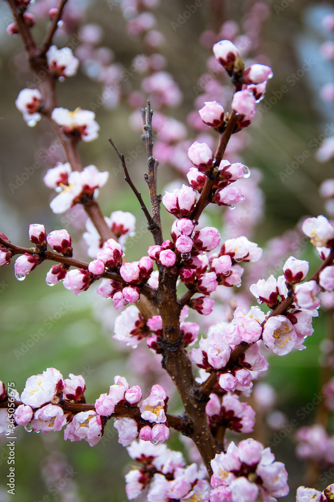 Apricot, blooms, beautiful lilac flowers, spring Apricot, blooms, beautiful lilac flowers, spring