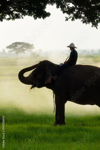 Elephants and people raising in the fields