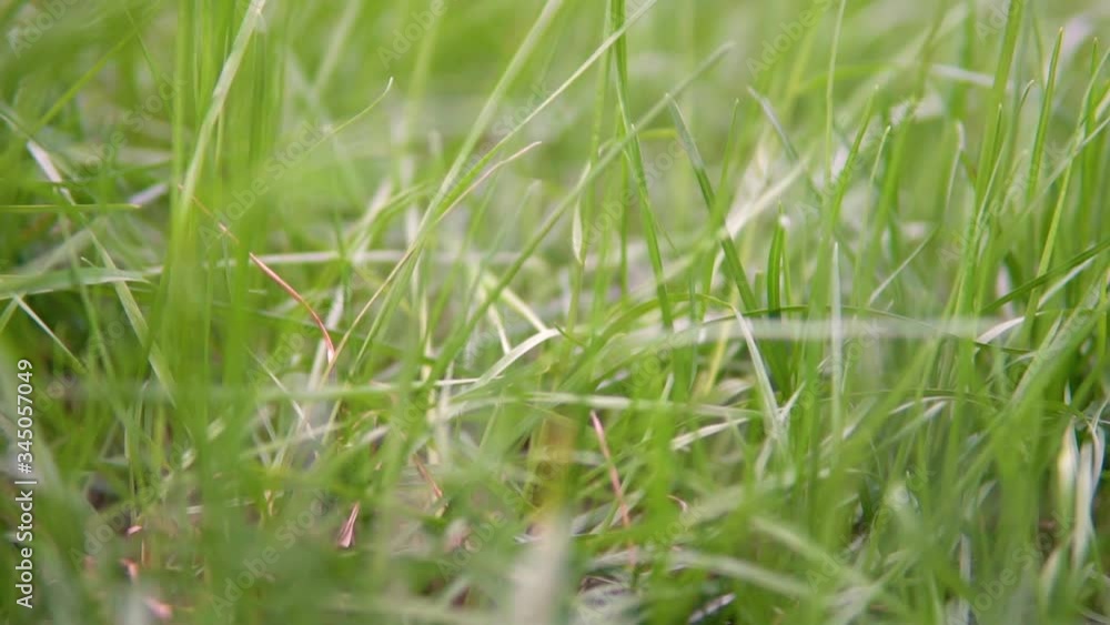 Green grass sways in the wind. Close-up of a green meadow. Green background. Green grass sways in the wind. Close-up of a green meadow. Green background.