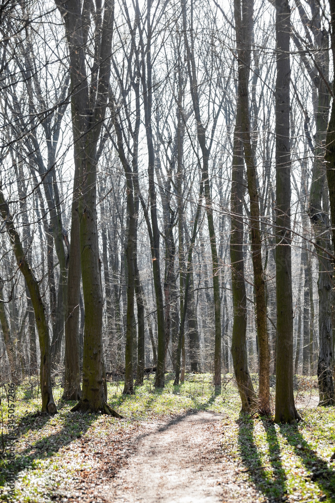 Obraz premium Dirt road in a spring forest