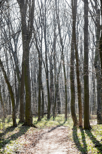 Fototapeta Naklejka Na Ścianę i Meble -  Dirt road in a spring forest