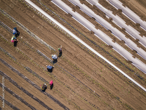 Drip Irrigation greenhouse Systems In An Agricultural Field Image. Aerial drone shot.