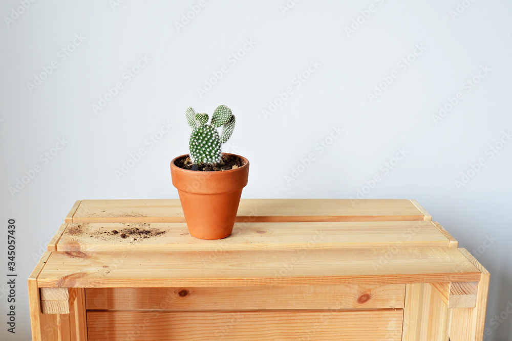 Green house plant opuntia in terracotta pot, soil and wooden box over white Green house plant opuntia in terracotta pot, soil and wooden box over white