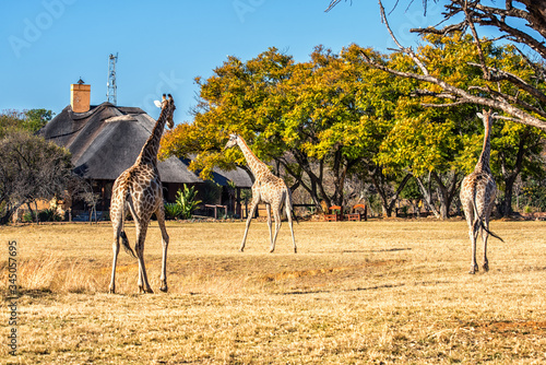 Giraffes at game reserve photo