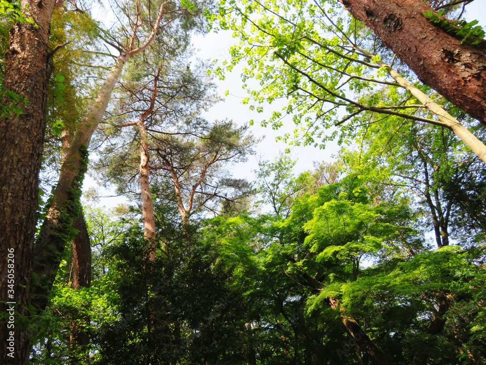 Fototapeta premium 東村山 公園 新緑02