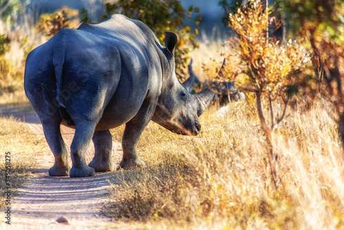 White rhino walking away on a road in the Welgevonden Game Reserve, South Africa.