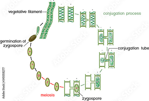 Life Cycle and lateral conjugation of Spirogyra (charophyte green algae) isolated on white background