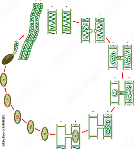 Life Cycle and lateral conjugation of Spirogyra (charophyte green algae) isolated on white background
