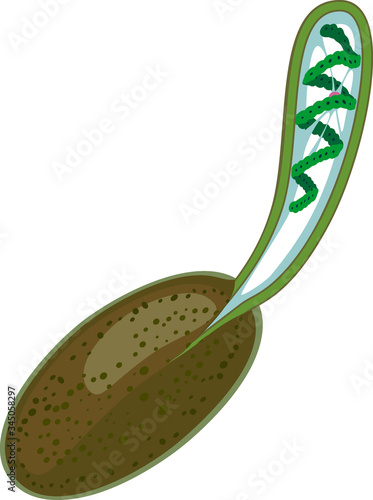 Obraz na plátně Germination of zygospore of Spirogyra isolated on white background