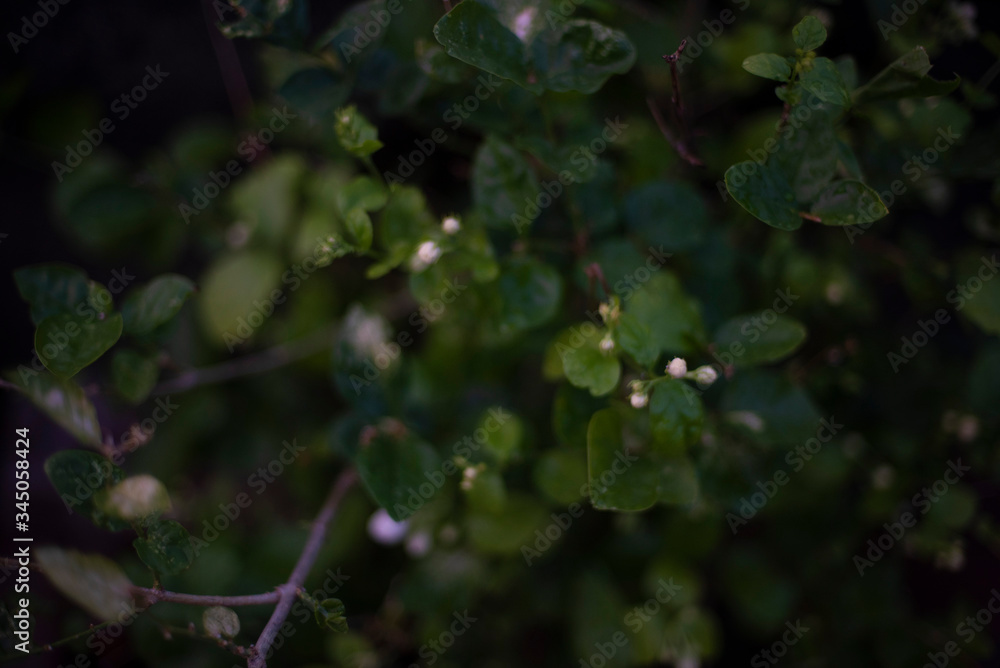 A bunch of fresh jasmine flowers planted in a pot in a terrace/garden. Indian flowers. A bunch of fresh jasmine flowers planted in a pot in a terrace/garden. Indian flowers.