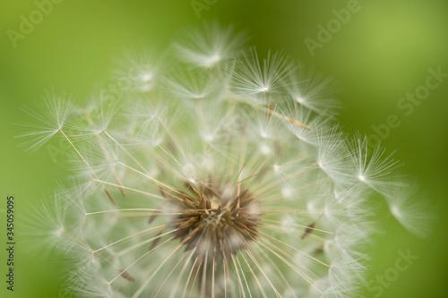Wind-blown dandelion seeds