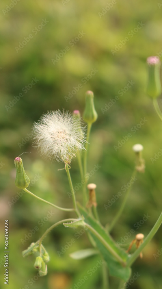 Fototapeta premium dandelion seed head