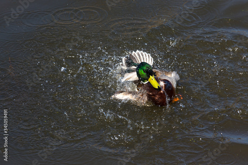 Duck plays on the water surface of the lake